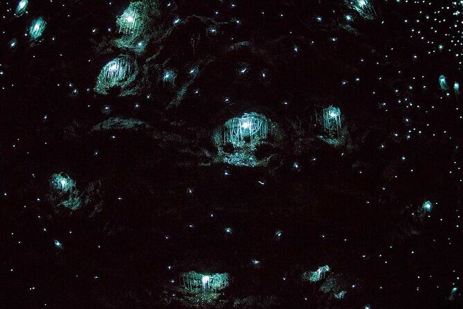 Daytime Scenic Rim Glow Worm Tour + Hop on Hop off Bus - An In-Depth Look at the Experience