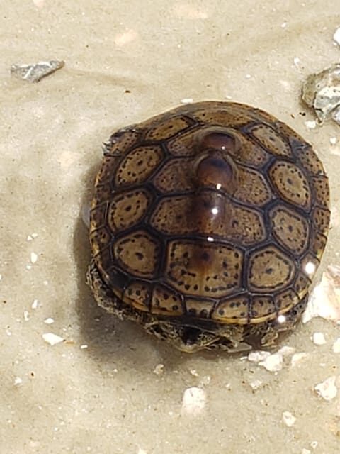 Daytona/New Smyrna Beach: Unforgettable Kayak Wildlife tours - Who This Tour Is For