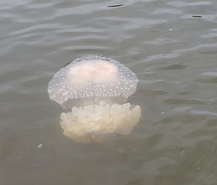 Daytona/New Smyrna Beach: Unforgettable Kayak Wildlife tours - Frequently Asked Questions