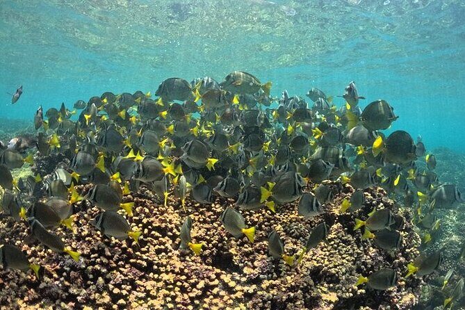DE Huatulco Secret Reefs Snorkeling Tour DE Huatulco - Exploring the Huatulco Secret Reefs Snorkeling Tour