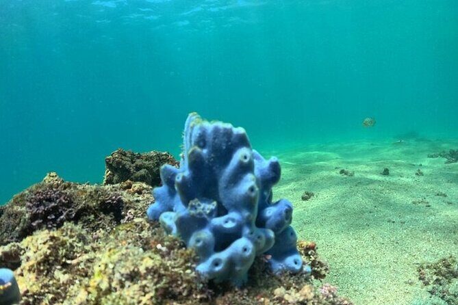 DE Huatulco Secret Reefs Snorkeling Tour DE Huatulco - FAQs