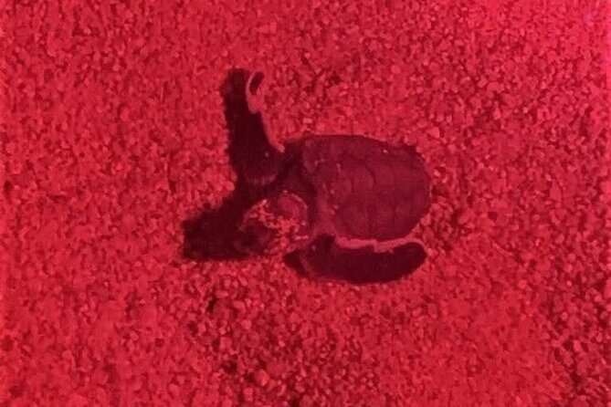 DE rismo and Night Monitoring of Sea Turtles - An Honest Look at the DE Rismo and Night Monitoring Tour