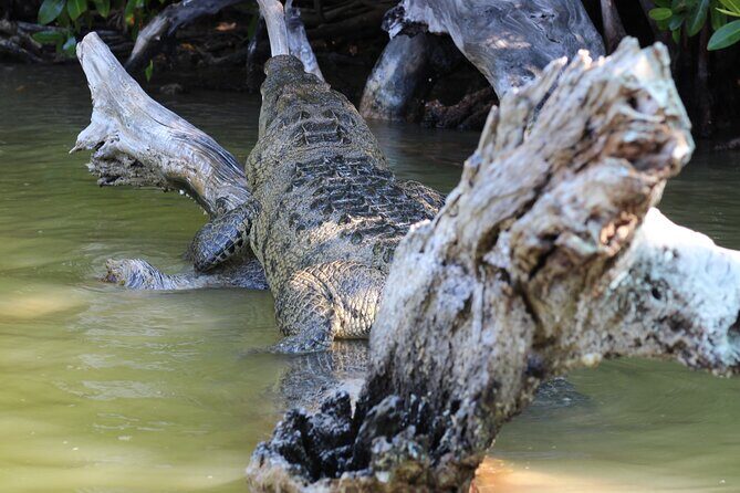 De Valladolid:Rio lagartos+Coloradas+Ek Balam+Cenote(Transporte) - FAQs