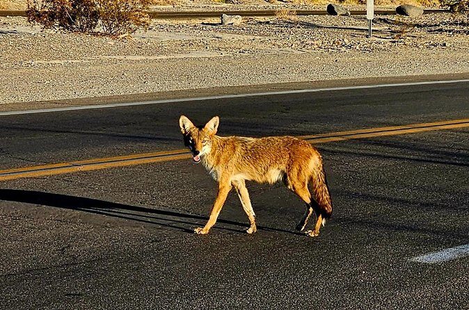 Death Valley Adventure Trip Barren Beauty and Natural Wonders - Honest Take: Pros and Cons