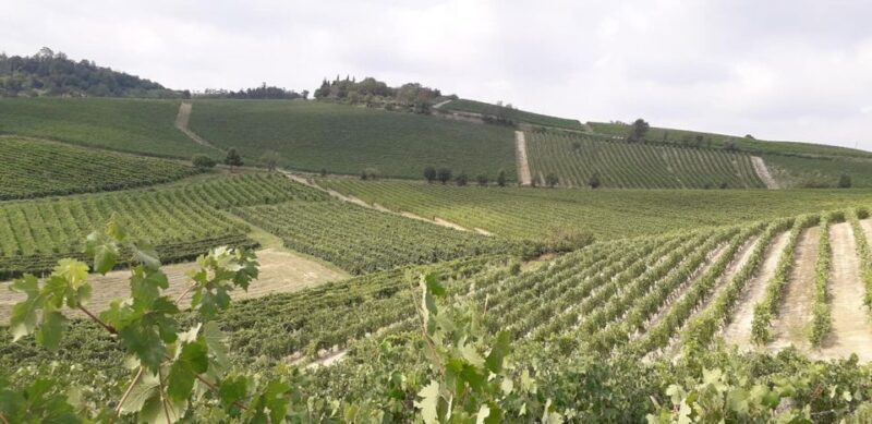 Degustazione di vini del Monferrato con visita della cantina - The Tasting Experience