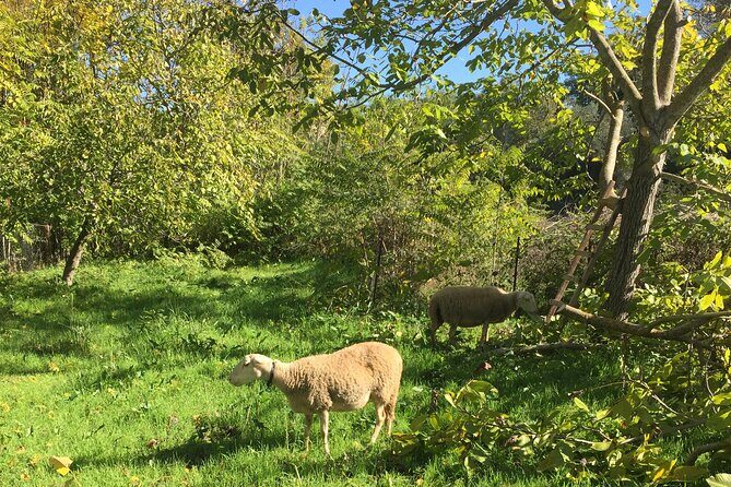 Delphi and Osios Loukas Byzantine Monastery - Key Points