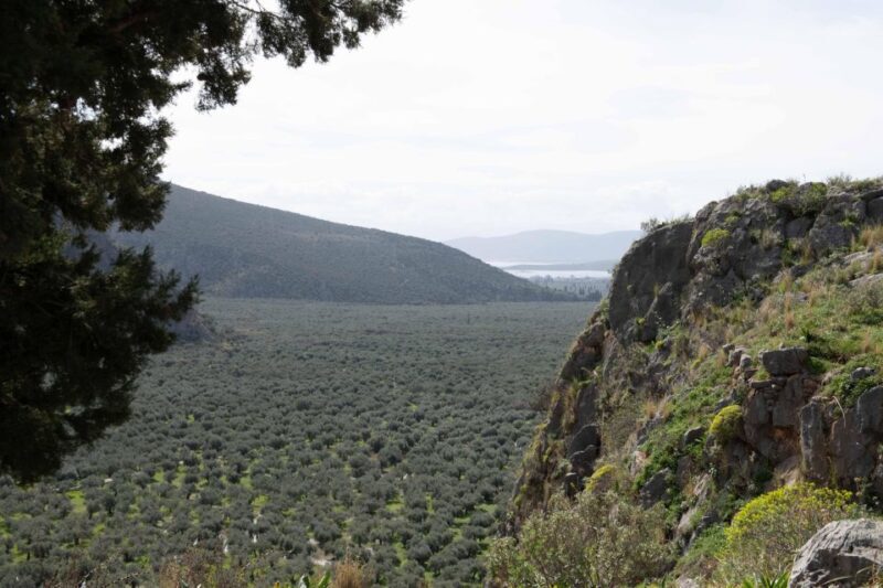 Delphi: Easy Hike on Ancient Path through the Olive Groves - A Friendly Walk through History and Nature