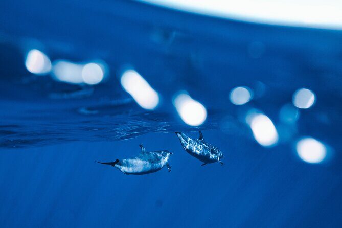 Deluxe Catamaran Swim with Dolphins in Oahu with Waterslide - Is the Price Justified?