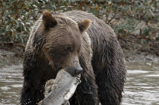 Deluxe Grizzlies and Culture Tour in Campbell River - Final Thoughts