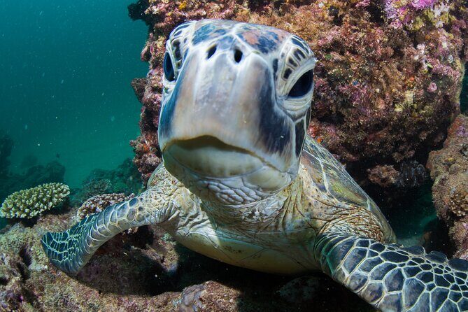 Deluxe Mega Fauna Humpback or Whaleshark Swim Ningaloo Reef - Final Thoughts