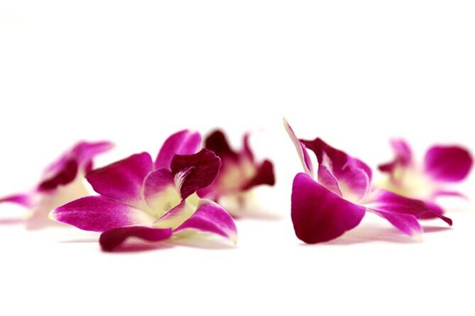 Deluxe Orchid Lei Greeting (Maui, Kahului Airport, OGG) - Visualizing the Moment