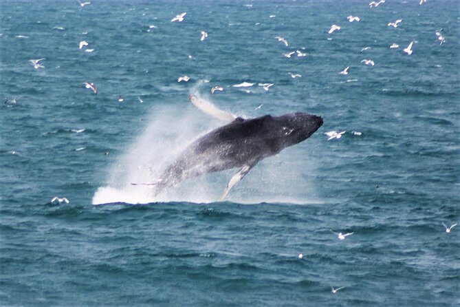 Deluxe Whale Watching and Whales of Iceland Exhibition Combo from Reykjavik - What to Expect on the Tour