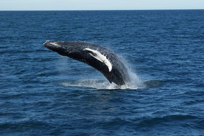 Deluxe Whale Watching and Whales of Iceland Exhibition Combo from Reykjavik - Who Is This Tour Best Suited For?