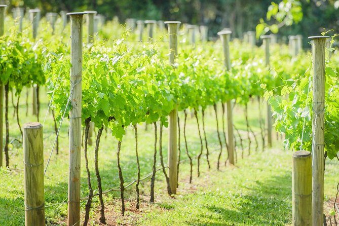 Deluxe Wine Tour to Tamborine Mountain, includes two course lunch - What to Expect from the Tour