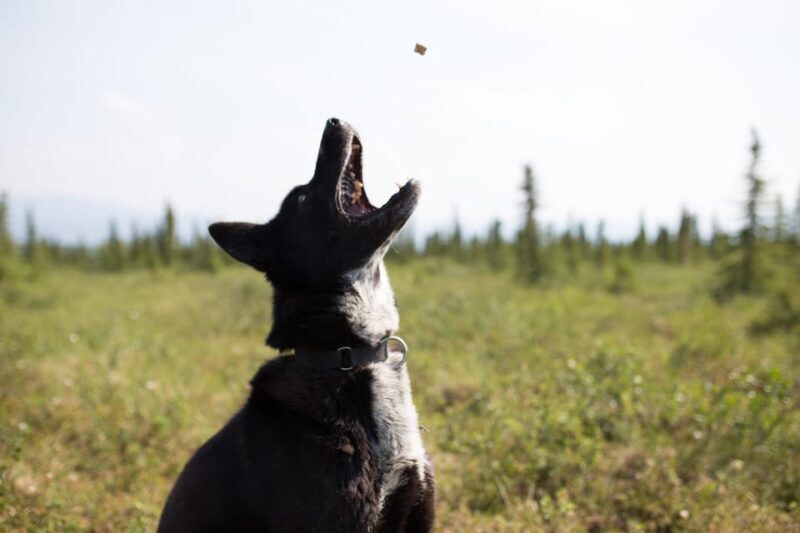 Denali: 1 Hour Tundra Walk With Free Running Sled Dogs - Key Points