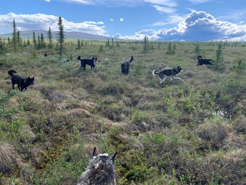Denali: 1 Hour Tundra Walk With Free Running Sled Dogs - FAQ