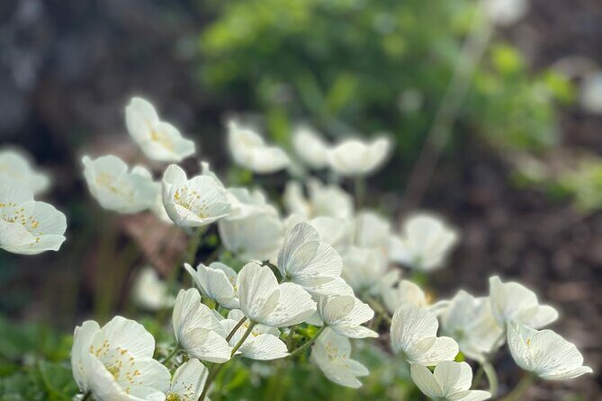 Denali 4 Hour Hiking Adventure with Naturalist Guide - Frequently Asked Questions