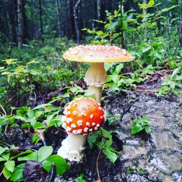 Denali: Denali National Park Walking Tour - Who Should Consider This Tour?