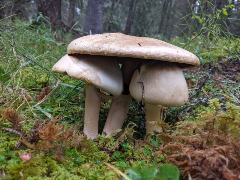 Denali: Denali National Park Walking Tour - Final Thoughts