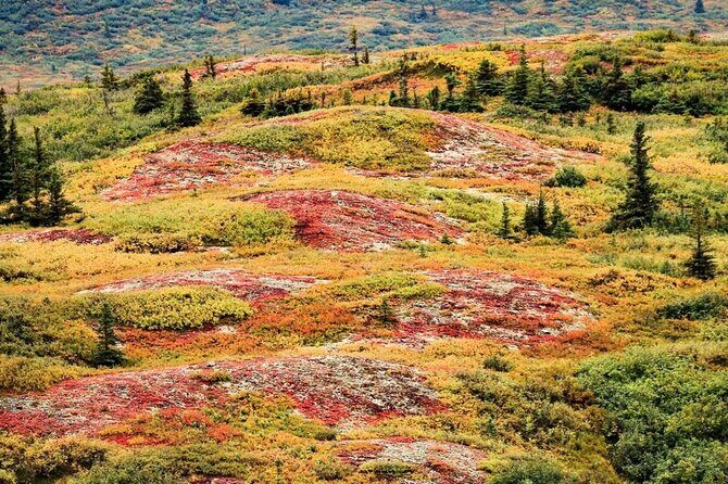 Denali Highway Overnight Excursion - The Experience: What You Can Expect from the Denali Highway Overnight Tour