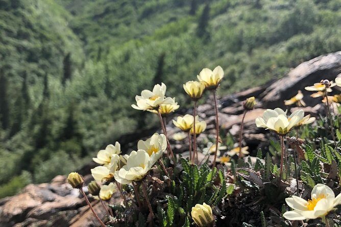 Denali Hiking Tour - Frequently Asked Questions
