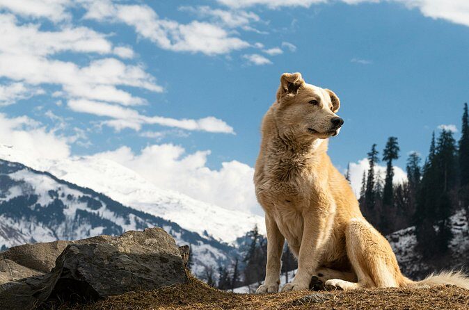 Denali Husky Kennel & Brewpub Visit  Half-Day Experience - The Authenticity and Feedback from Travelers