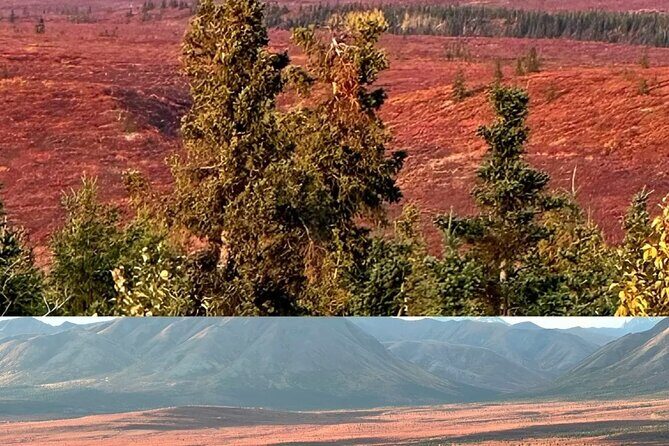 Denali Summer Winter Trial Shuttle with Professional Camera - Denali National Park and its Wonders