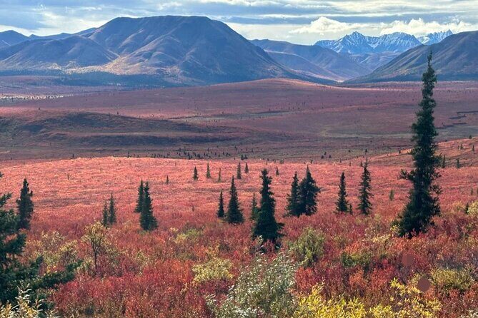 Denali Summer Winter Trial Shuttle with Professional Camera - How It Compares to Other Tours