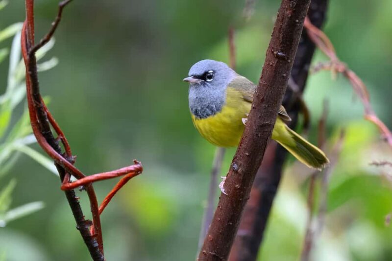 Denver: Birding Basics and Beyond - The Value of This Tour