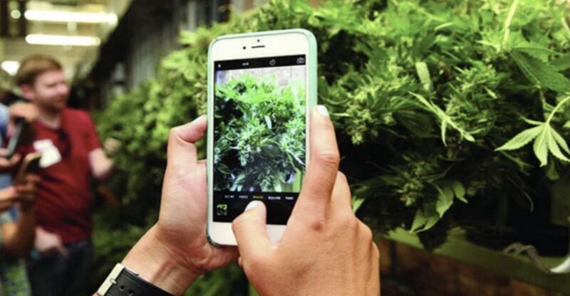 Denver: Cannabis Tour with Grow Facility Access - Key Points