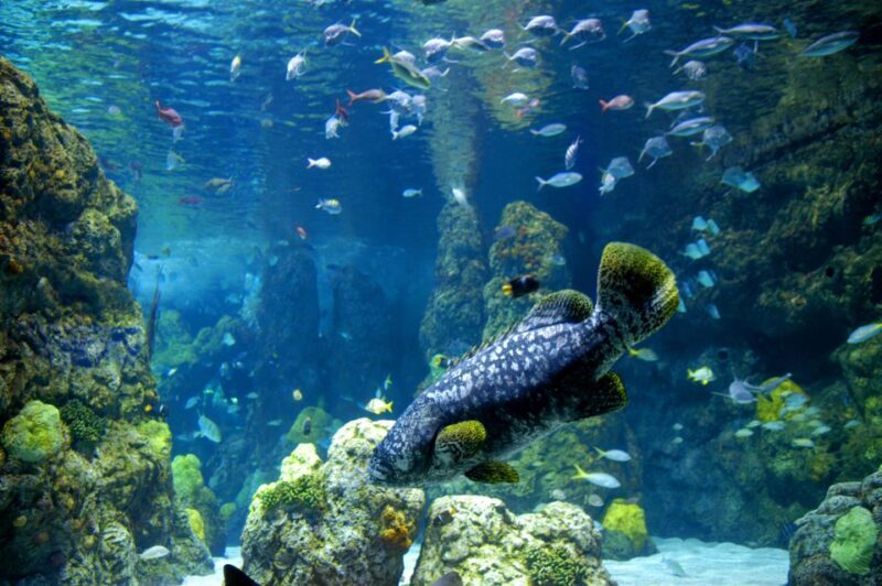 Denver: CityPASS® with Access to 3, 4 or 5 Attractions - How Does It Fit Into Your Travel Plan?