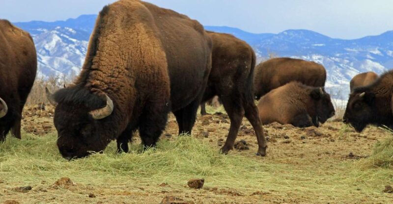 Denver: Get High on a Mountain Tour with Sunset Views - An Overview of the Experience