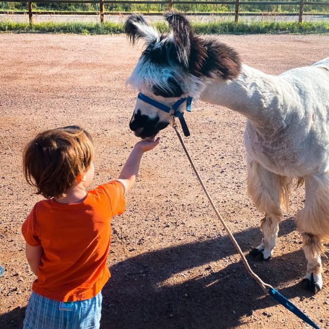Denver: Llama Hike in the Rocky Mountains - Key Points