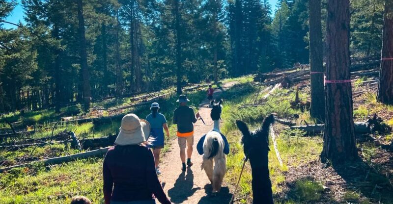 Denver: Llama Hike in the Rocky Mountains - Learning about Llamas and Nature