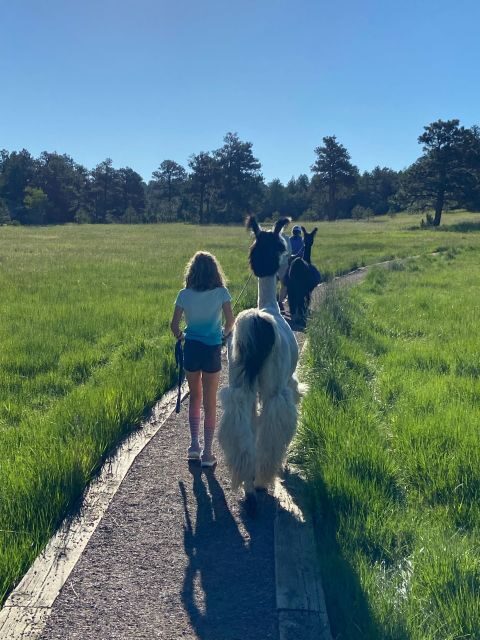 Denver: Llama Hike in the Rocky Mountains - Family Friendly and Suitable for Most