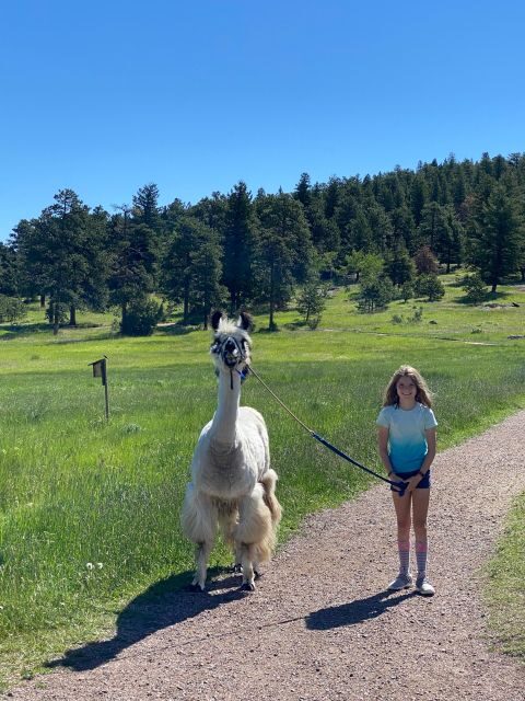 Denver: Llama Hike in the Rocky Mountains - The Sum Up