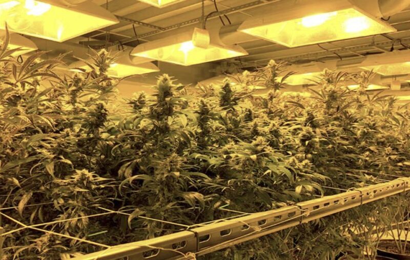 Denver: Private Luxury Cannabis Tour - Authentic Guest Feedback