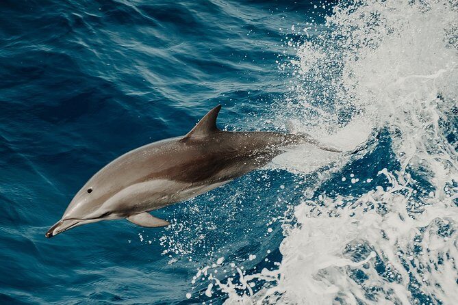 Depart Saint Raphaël: Meet the Dolphins - Discover the Marine Wonders of Saint-Raphaël: A Closer Look at the "Meet the Dolphins" Tour