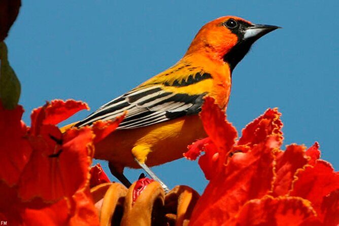 Desembocada and Ameca River Bird Paradise (Wetland and Tropical birds in PV) - Who Should Consider This Tour?