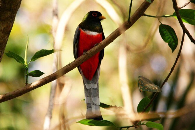 Desembocada and Ameca River Bird Paradise (Wetland and Tropical birds in PV) - Wrapping It Up