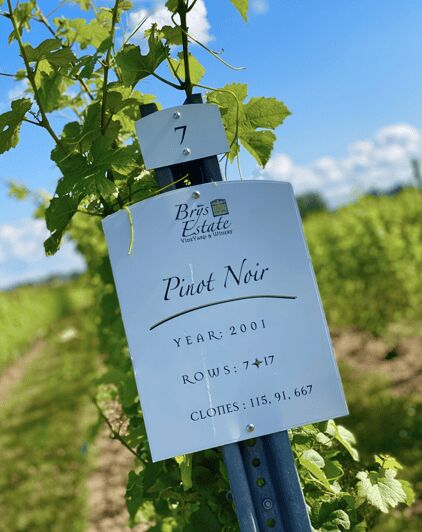 Designated Driver For Wine Tours - Traverse City - Why Consider a Private Driver for Your Traverse City Tour?