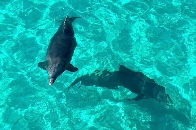 Destin Dolphin and Snorkeling Adventure Speedboat Tour - The Experience: What You Can Expect