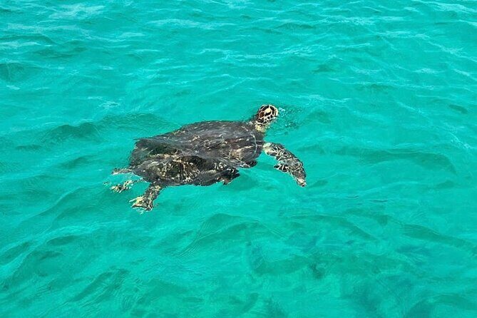 Destin Dolphin and Snorkeling Adventure Speedboat Tour - Frequently Asked Questions