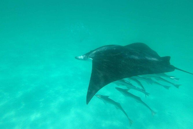 Destin Dolphin Cruise - The Value and Cost