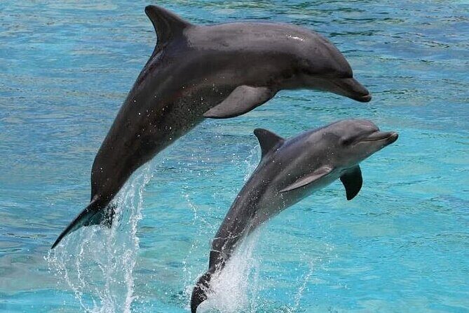 Destin Family Friendly Dolphin Watching Adventure - Why This Tour Might Be a Good Choice