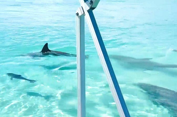 Destin Harbor Boat Ride and Dolphin Watching on the Hopper - The Scenic Waterway and Potential Dolphin Encounters