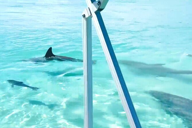 Destin Harbor Boat Ride and Dolphin Watching on the Hopper - Practical Considerations: Price, Duration, and What to Bring