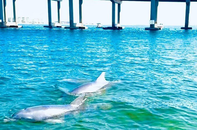 Destin Harbor Boat Ride and Dolphin Watching on the Hopper - Who Is This Tour Best Suited For?