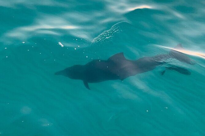 Destin Harbor Sunset Eco Dolphin Cruise - What Travelers Say
