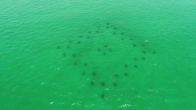 Destin: Reef Snorkeling Adventure - Key Points